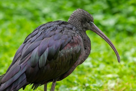 Glossy ibis (Plegadis falcinellus) in non-breeding plumage in autumn, fall
