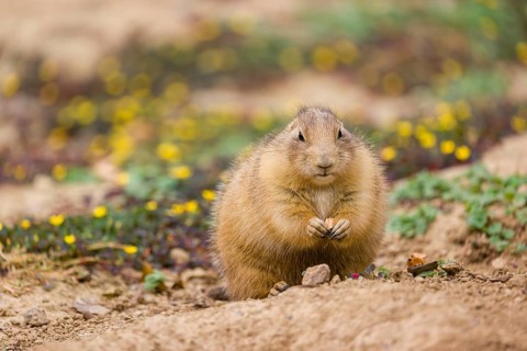 A black-tailed prairie dog (Cynomys ludovicianus) sits upright on sandy ground, observing the