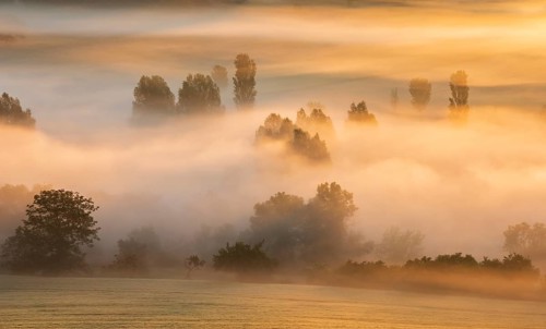 Morning fog at sunrise shines in the first light, trees rise out of the fog, Unstruttal, Freyburg