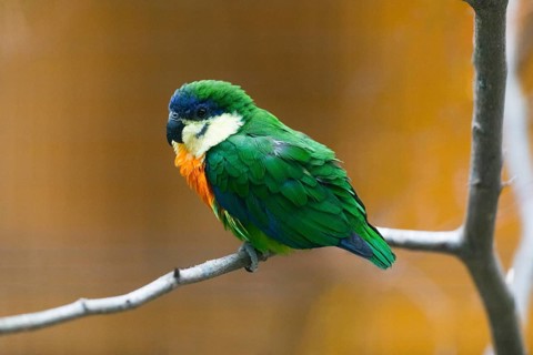 Orange-breasted Fig Parrot (Cyclopsitta gulielmitertii), adult male bird perched on a branch,