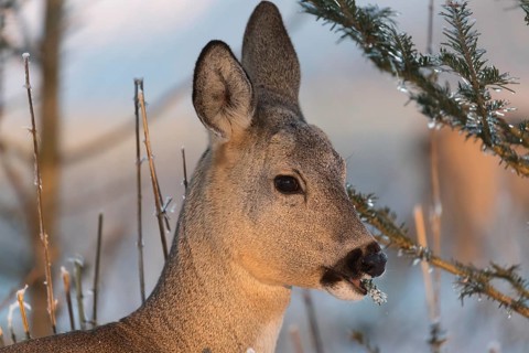 Roe deer between fir trees with hoar frost on the ground at minus 15 °C. Feeding on the needles