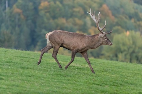 One Red Deer stag (Cervus elaphus) at the rutting season, walking over a meadow, calling. A forest