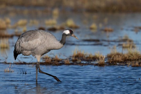 Common crane (Grus grus), Hornborga, Sweden, Europe