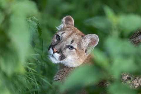 One puma kitten, Puma concolor, sitting in dense green vegetation. Only the face can be seen,
