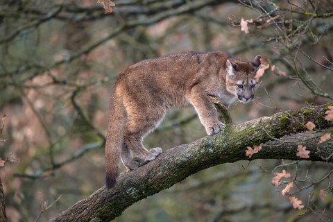 One young adult cougar, Puma concolor, standing on a big branch high up in an oak tree