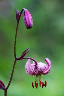 Martagon or Turk's Cap lily (Lilium martagon), close up of an open blossom and a closed bud,