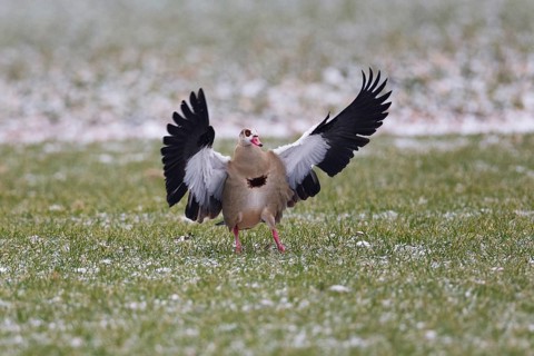 Egyptian goose (Alopochen aegyptiaca), adult bird in flight, landing on a meadow with wings