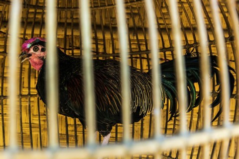 Caged rooster, cage farming, animal husbandry, animal cruelty, law, farm animals, self-sufficient,