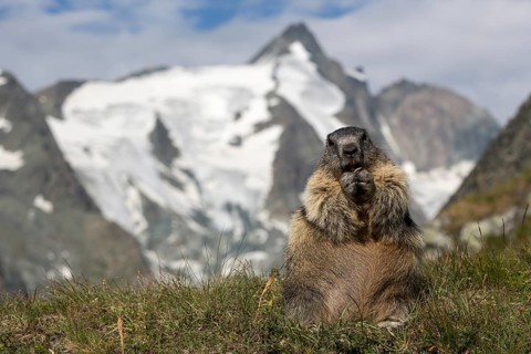 One adult Alpine Marmot, Marmota marmota, sitting in front of the Grossglockner mountain in bright