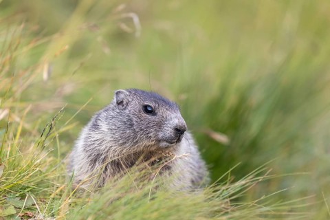 One young Alpine Marmot, Marmota marmota, sitting in high green grass, feeding on some leaves.