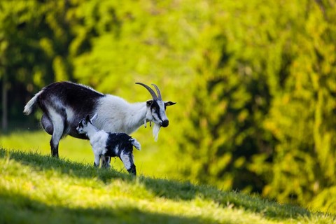 A female peacock goat (Capra aegagrus f. hircus) with her young is standing on a fresh green meadow