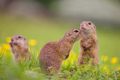 Three adult European ground squirrel (Spermophilus citellus) or European souslik stand tall in