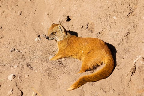 One yellow mongoose, Cynictis penicillata, or red meerkat resting on sand, eyes open
