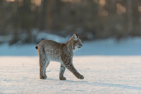 One young male Eurasian lynx, (Lynx lynx), walking over a snow covered meadow in backlight