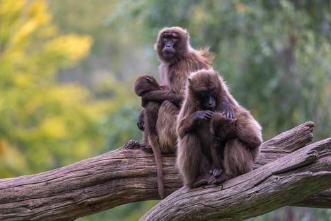 Two female Gelada (Theropithecus gelada), or bleeding-heart monkey sitting on a log each grooming