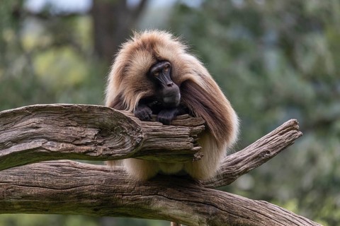 Portrait of an adult male Gelada (Theropithecus gelada), or bleeding-heart monkey, resting on a log