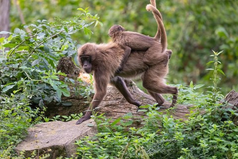One female with one baby Gelada (Theropithecus gelada), or bleeding-heart monkey riding on her