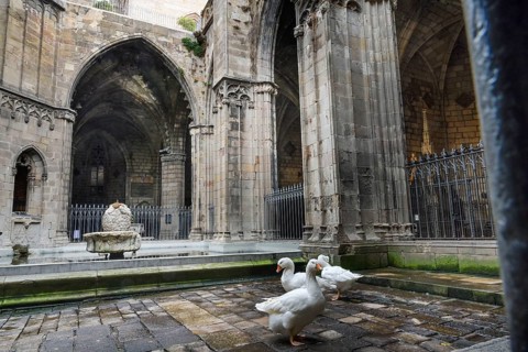 Cloister with garden, geese in the courtyard, Cathedral, Catedral de la Santa Creu i Santa Eulalia,