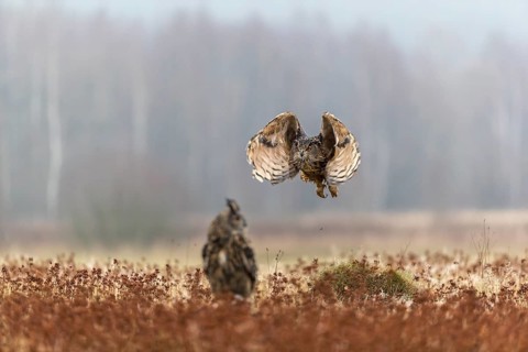 One female Eurasian Eagle Owl, Bubo bubo, sitting on a meadow and a male Eagle Owl flying over it.