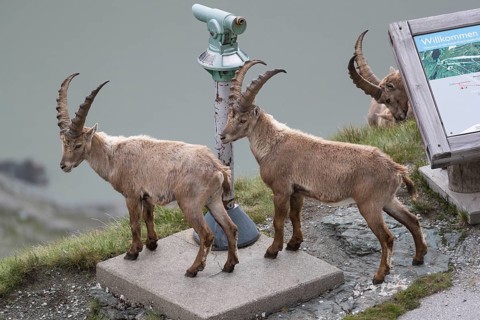 Some ibex (Capra ibex) walking along the Grossglockner High Alpine Road, looking interested on the