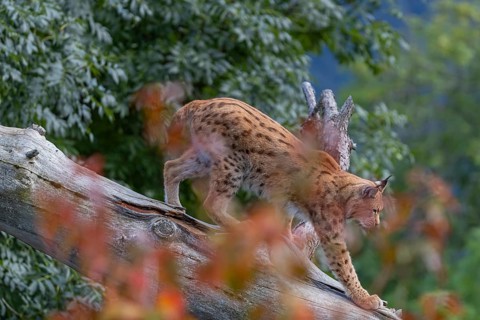 One Eurasian lynx, (Lynx lynx), walking down a fallen tree. Side view with green vegetation in the