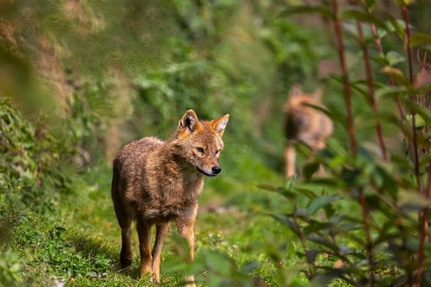 One golden jackal (Canis aureus) walking through dense green vegetation