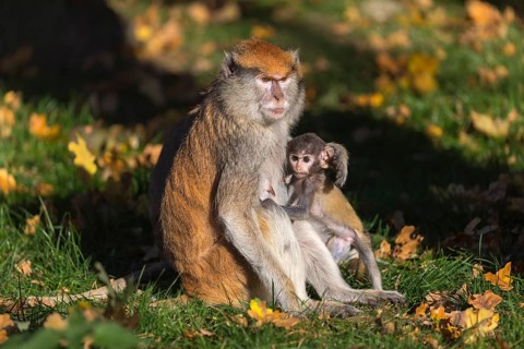 One female patas monkey (Erythrocebus patas)with her baby in late light on a green meadow