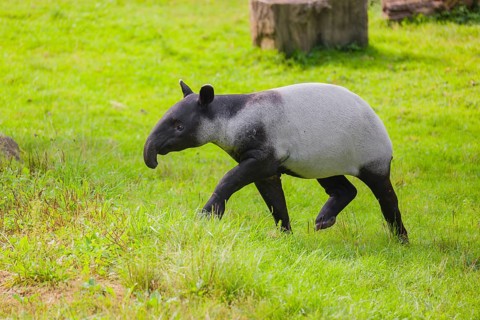 A young Malayan tapir (Acrocodia indica) runs across a green meadow