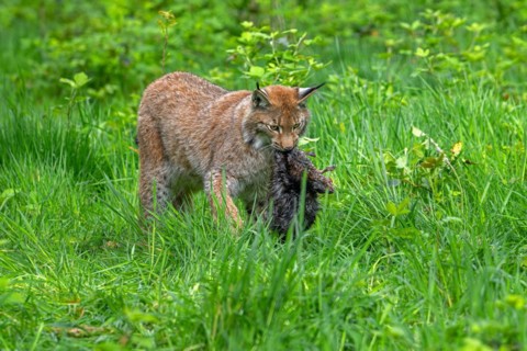Hunting Eurasian lynx (Lynx lynx) walking with killed muskrat (Ondatra zibethicus) prey in its