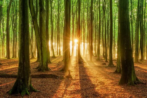 The setting sun shines brightly through a near-natural beech forest (Fagus sp.), Stubnitz forest