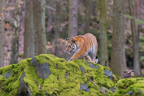 One young female Siberian Tiger, Panthera tigris altaica, standing on a rock in a forest
