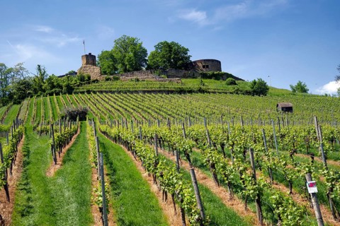Vineyards at the Weibertreu castle ruins, Weinsberg, Neckargemünd, Baden-Württemberg, Germany,