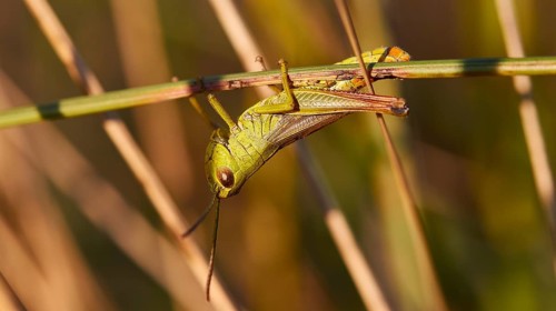 Close-up of a grasshopper (locusta) sitting on a plant in nature, Strofilia biotope, wetlands,