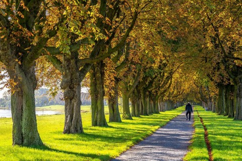 Dense chestnut tree avenue at the Rhine dike near Neuss, Deichallee, autumn, colourful leaves,