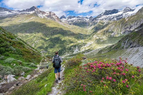 Mountaineer on hiking trail in front of picturesque mountain landscape with blooming alpine roses,