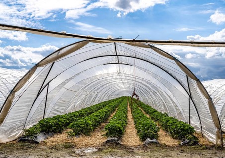 Agriculture, large areas with foil tunnels, for the cultivation of strawberries, wind farm, south