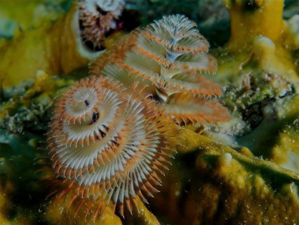 Close-up of exotic Christmas tree worm (Spirobranchus giganteus) on a coral, dive site John