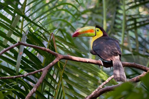 Fishing toucan (Ramphastos sulfuratus) Costa Rica