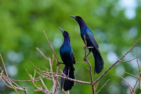 Common Grackle (Quiscalus quiscula), two birds on tree, Wakodahatchee Wetlands, Delray Beach,