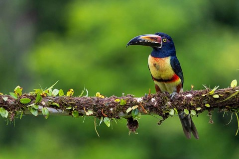 Collared Aracari (Pteroglossus torquatus), Toucans (Ramphastidae), Laguna del Lagarto Lodge,