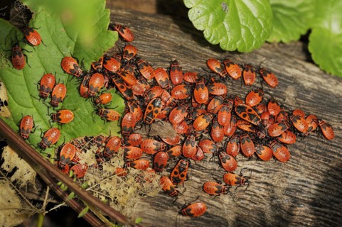 Firebug (Pyrrhocoris apterus), North Rhine-Westphalia, Germany, Europe