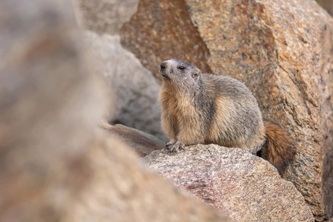 An alpine marmot (Marmota marmota) stands on a rock. The animal is brown and grey. Aosta, Gran