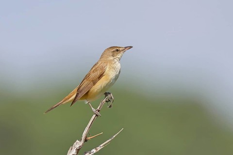 Great Reed Warbler (Acrocephalus arundinaceus), sitting on a twig, singing station, natural