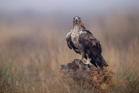 Bonelli's eagle (Aquila fasciata), on tree stump, La Mancha, Spain, Europe
