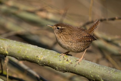 A wren (Troglodytes troglodytes) sits attentively on a branch in its natural environment and shows