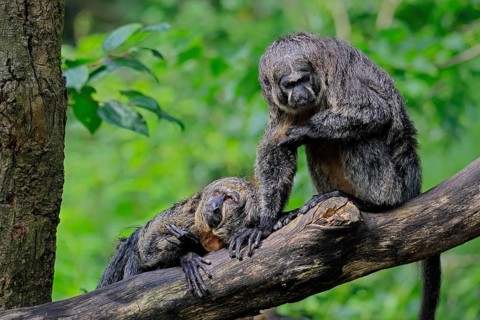 White-headed saki (Pithecia pithecia), adult, on tree, female, two females, South America