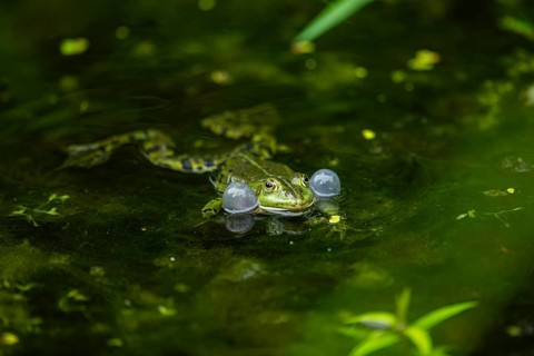 Edible frog (Pelophylax esculentus) in a little lake in the water, Bavaria, Germany, Europe