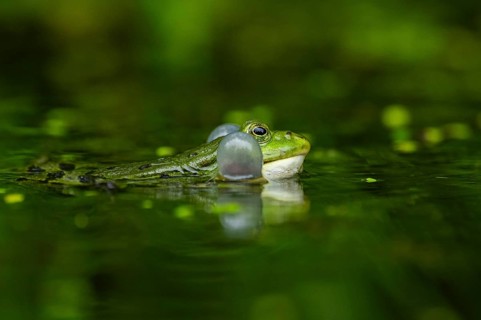 Edible frog (Pelophylax esculentus) in a little lake in the water, Bavaria, Germany, Europe