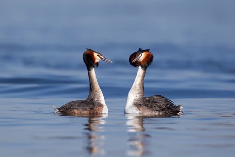 Great crested grebe (Podiceps cristatus) two adult birds performing their courtship love display on