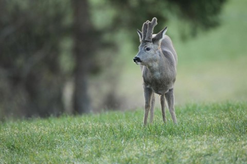 European roe deer (Capreolus capreolus) buck with velvet horns and winter coat in the meadow,